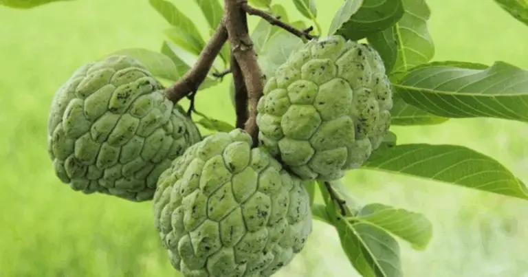  Come coltivare con successo un albero di annona (pura o mela cannella) partendo dai semi in casa