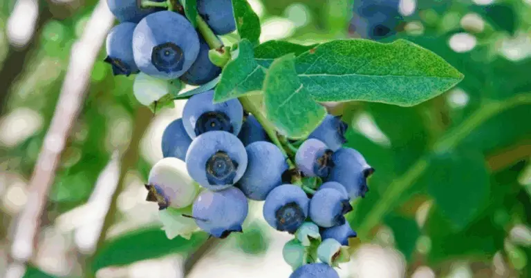 Raccolto di mirtilli infinito? 🍇🌿