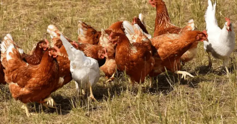I segreti per aumentare la produzione di uova e allevare galline sane 🐔🥚