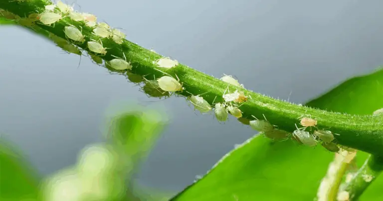Come identificare i parassiti sulle foglie delle piante e mantenere il giardino sano 🌿🌺
