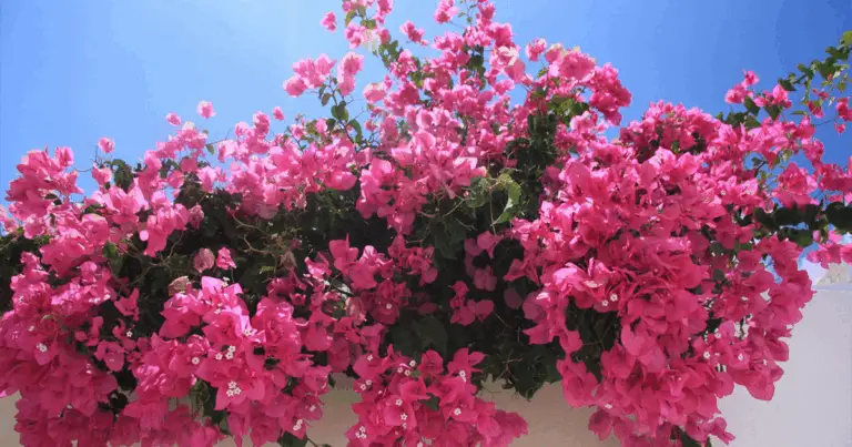 Trasforma il tuo balcone in un paradiso colorato con la bouganville in vaso: consigli per fioriture spettacolari