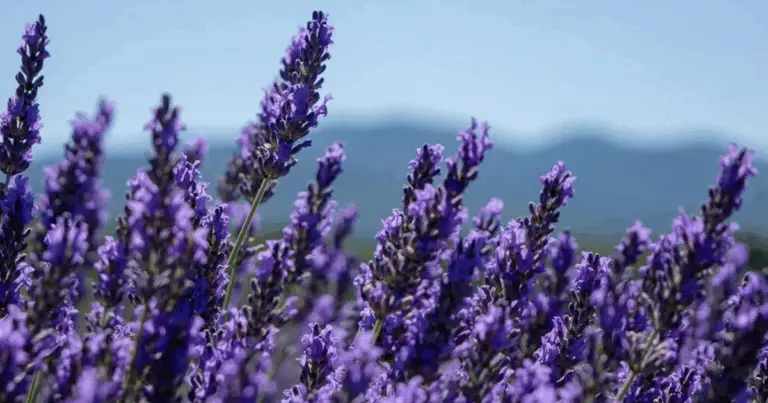Ecco un approfondimento più dettagliato e completo su come coltivare e utilizzare la lavanda in casa, per sfruttarne appieno i numerosi benefici: