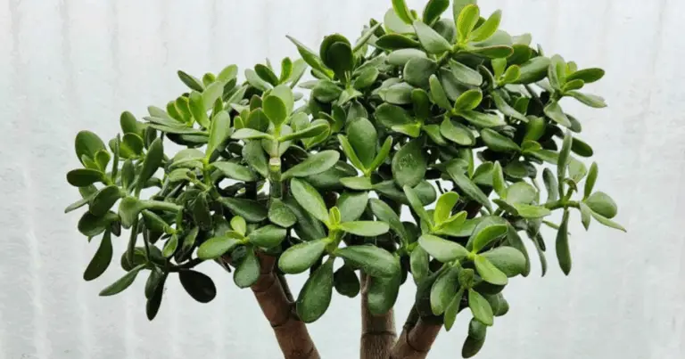 Tutto sulla Pianta di Jade 🌿: Guida Completa per un Successo Verde
