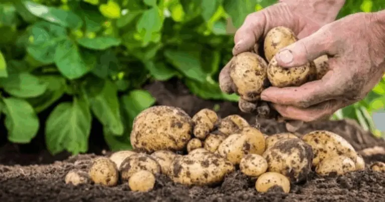 Segreti indispensabili per una coltivazione di patate abbondante, sana e di alta qualità🥔🌱