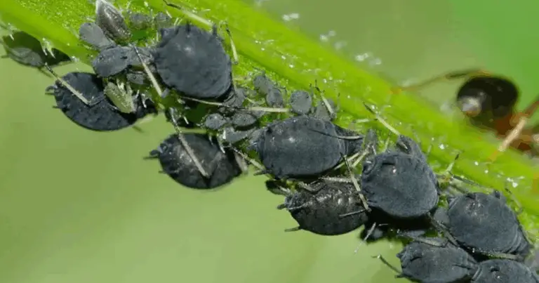 Controllo naturale dei parassiti: come alcune piante possono aiutare a mantenere sano il tuo giardino