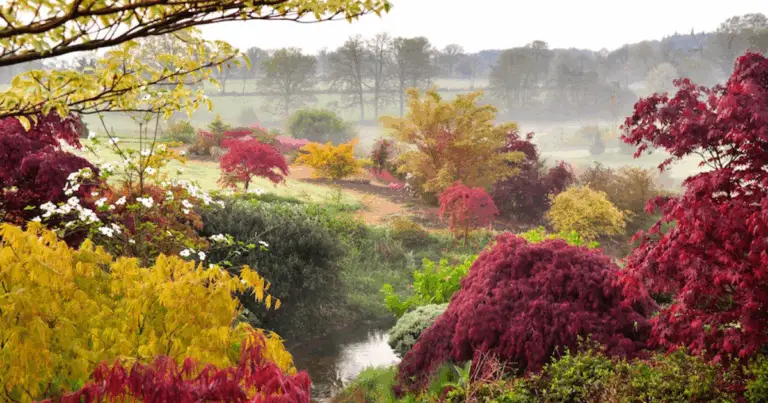 Trasforma il tuo giardino con alberi che fanno la differenza 🌳🌟