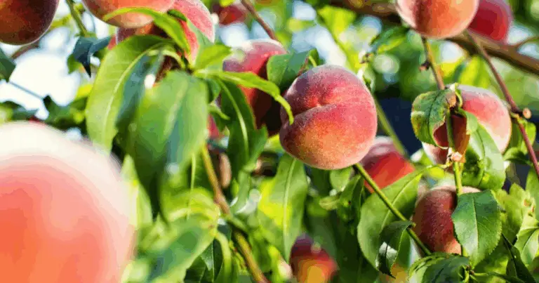 Guia Completo para Podar o Pessegueiro e Obter Frutos Saborosos 🍑🌳