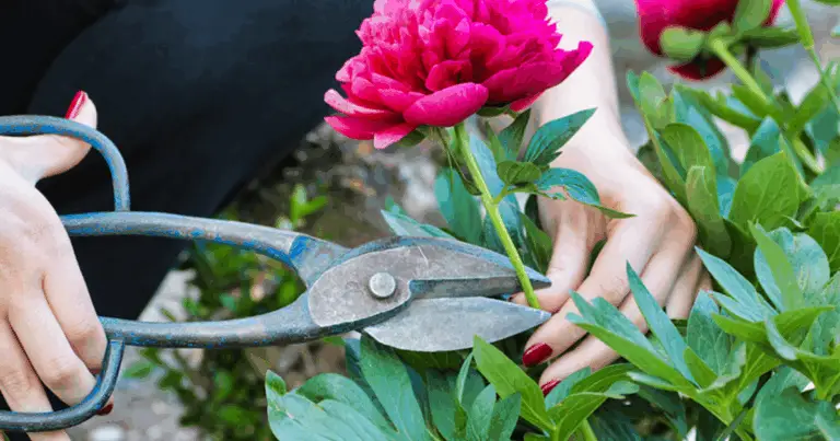Segreti essenziali per la cura post-fioritura delle peonie: 10 passaggi che ogni appassionato di giardinaggio dovrebbe conoscere