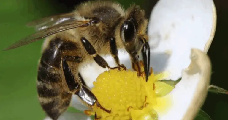 L’importanza fondamentale delle api per l’equilibrio dell’ecosistema e dell’agricoltura 🌺🐝