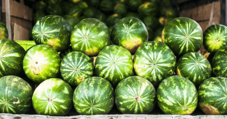 Coltiva angurie dolci e succose con tecniche intelligenti che sfruttano al meglio lo spazio disponibile 🌱🍉