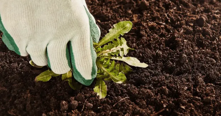Come eliminare le erbacce in modo naturale e consigli pratici per mantenere pulito il giardino 🌿