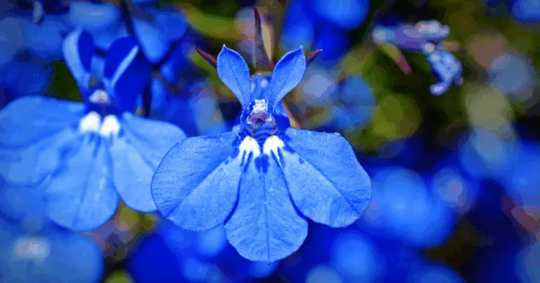 Fiori che rifioriscono: Perenni a fioritura ripetuta 🌺