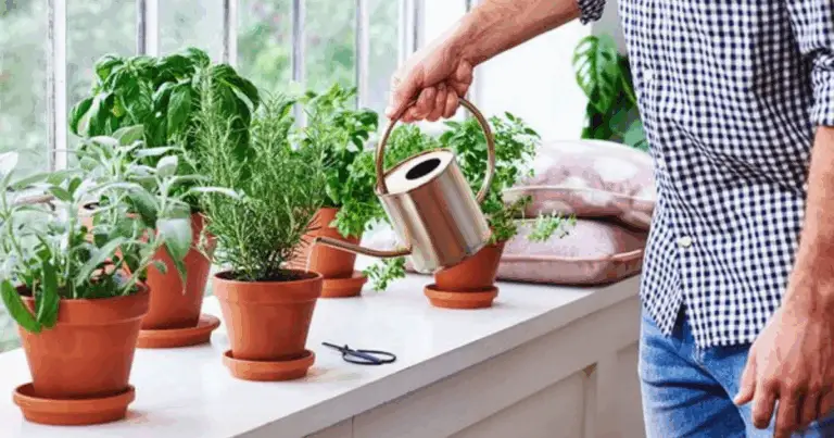 Coltivare un rigoglioso orto di erbe aromatiche in acqua per un piacere che dura tutto l’anno 🌱