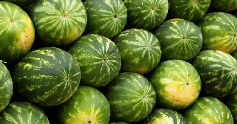 Come coltivare le angurie con successo e garantire un raccolto abbondante 🍉