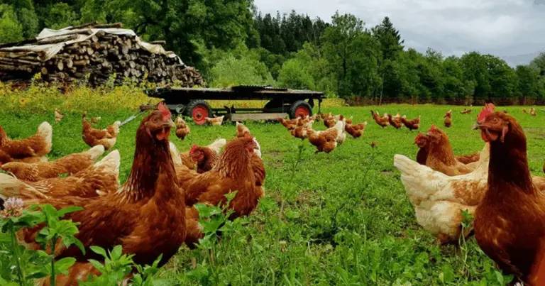 Consigli essenziali per polli felici e produttivi! 🐔🌿
