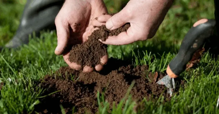 Trasforma il tuo giardino in un paradiso primaverile 🌸🌿