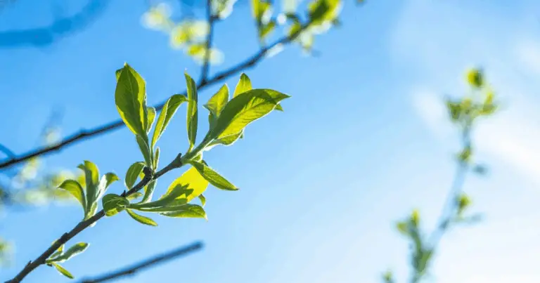 Conoscere il linguaggio delle tue piante: come interpretare i loro bisogni attraverso le foglie