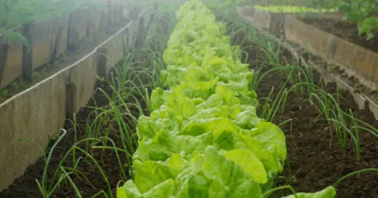 Consigli ecosostenibili per un orto produttivo e sostenibile 🌿