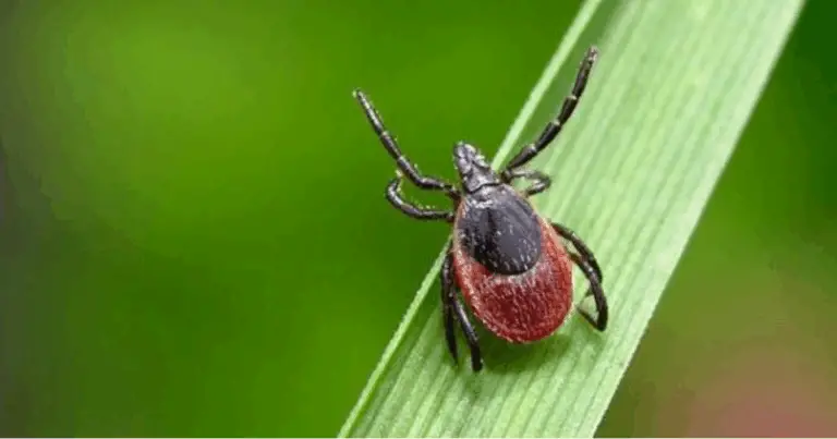 Protezione efficace contro le zecche in primavera: consigli completi per un giardino sicuro e libero da questi parassiti 🕷️🌸