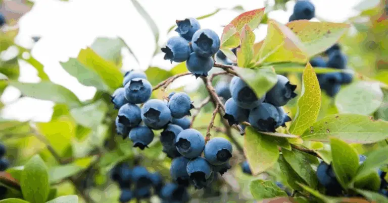 Trasforma il tuo giardino con una deliziosa piantagione di mirtilli! 🍇🌱