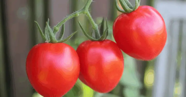 Segreti per Coltivare Pomodori Perfetti: Guida Completa per un Raccolto Ricco e Sano 🌱🍅