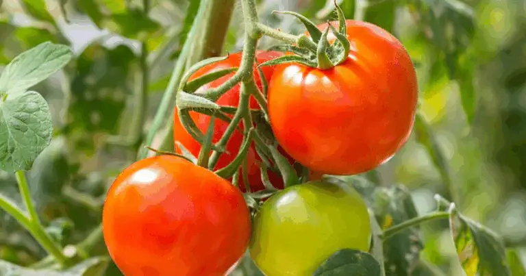 La guida completa per coltivare pomodori sani e vivaci 🍅