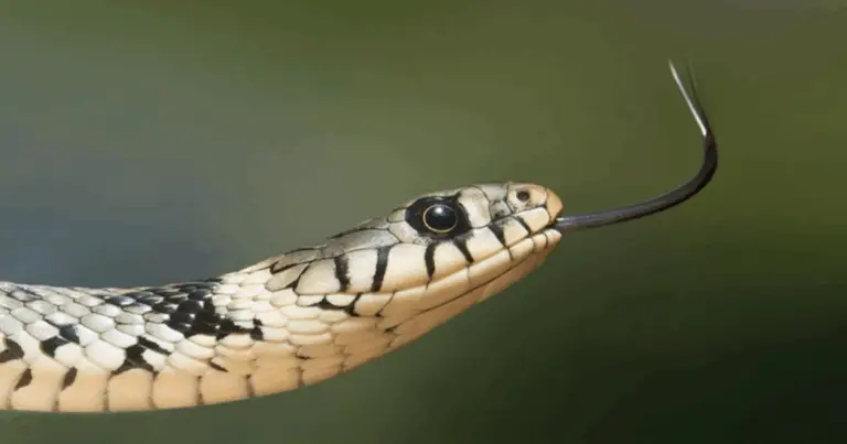Come riconoscere in sicurezza serpenti pericolosi e innocui 🐍