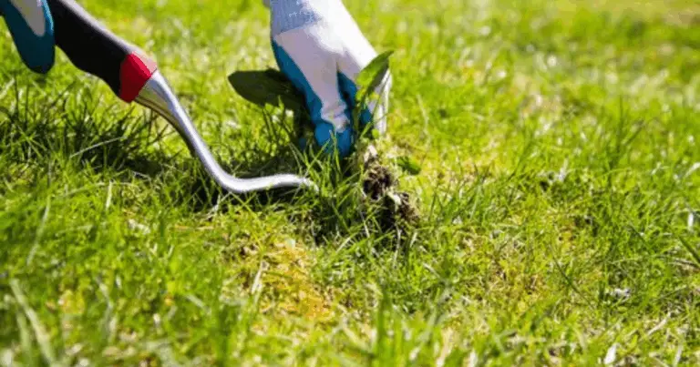 Come eliminare le erbacce in modo completamente naturale e sostenibile 🌱