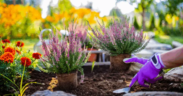 Segreti per un giardino rigoglioso e sano: le combinazioni di piante da evitare 🌱🌿