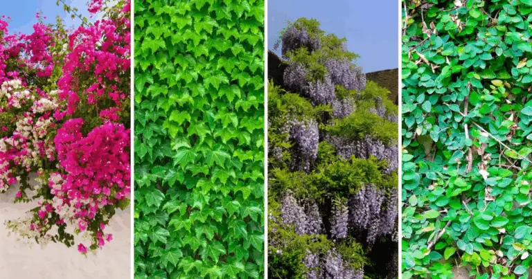 Crea un angolo di frescura naturale nel tuo giardino e trasforma lo spazio esterno in un’oasi di tranquillità e bellezza 🌿✨