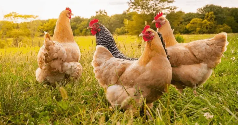 Tutto quello che devi sapere sulle galline ovaiole per un’allevamento di successo! 🐔🥚
