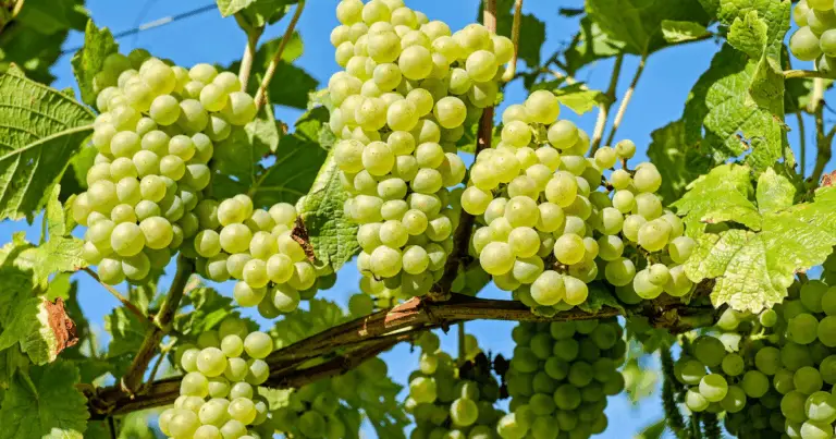 Coltivare Vigneti dalla Semina dei Grani di Uva con l’Aloe Vera: Guida Completa per un Successo Garantito