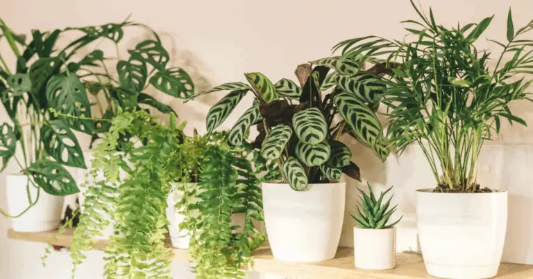  Guida completa per prendersi cura delle tue piante d’appartamento e mantenere un ambiente verde, rigoglioso e sano in casa