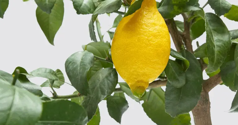 Come moltiplicare un limoneira con talee e Aloe Vera 🌿🍋