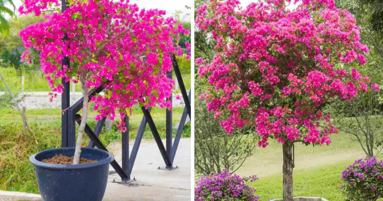 Consigli approfonditi per coltivare la Bougainvillea in vaso tutto l’anno 🌺🌞