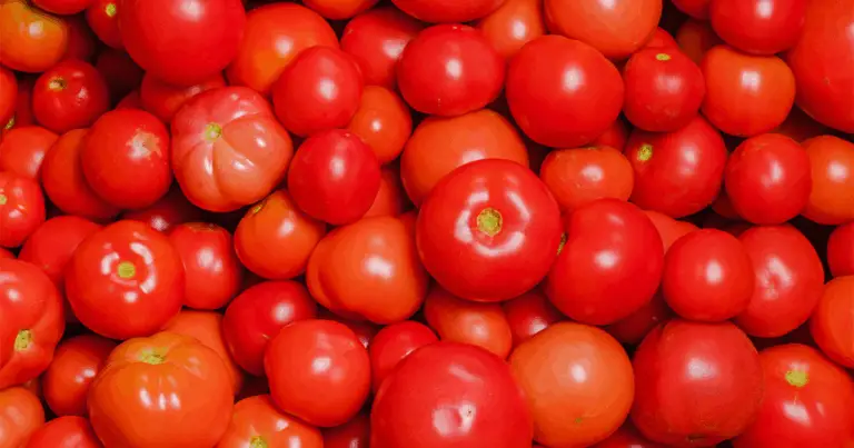 Segreti per una coltivazione di pomodori sana e sostenibile 🌱🍅