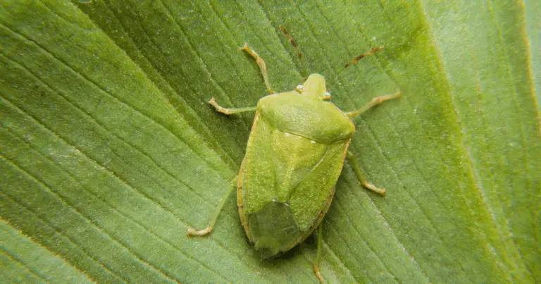 Guida completa per proteggere il tuo giardino dagli insetti nocivi 🚜🌱
