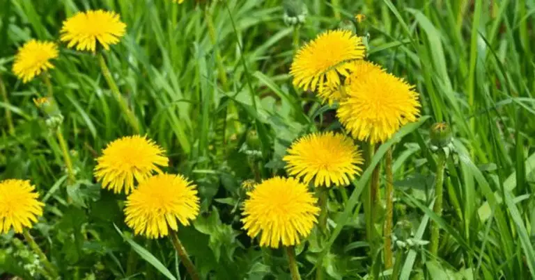 4 Tè Naturali per Promuovere la Salute e il Benessere dei Tuoi Organi 🌿💚