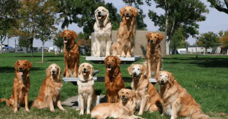 Scopri le razze di cani più popolari e le loro personalità uniche 🐶