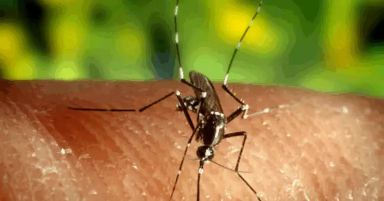Perché le Acque Stagnanti Possono Trasformarsi in Ungrave Per le Zanzare e i Rischi per la Salute Pubblica