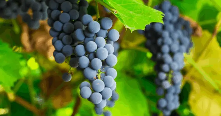 Come coltivare l’uva in vaso: guida completa e dettagliata per principianti 🍇