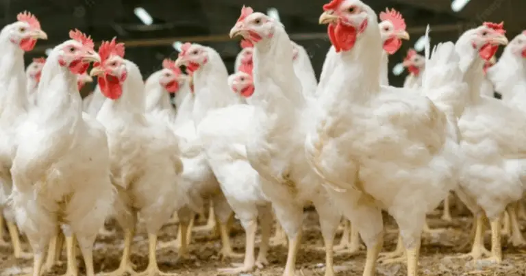  Scopri le differenze tra polli da carne e polli da uova per un investimento intelligente 🥚