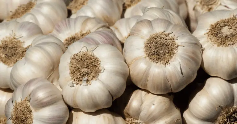 Garlic: il rimedio naturale più efficace e semplice contro i parassiti domestici 🌱🧄