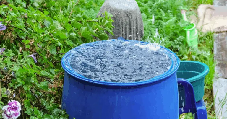 7 Errori Da Evitare Quando Raccogliere l’Acqua Piovana per il Tuo Giardino 🌧️