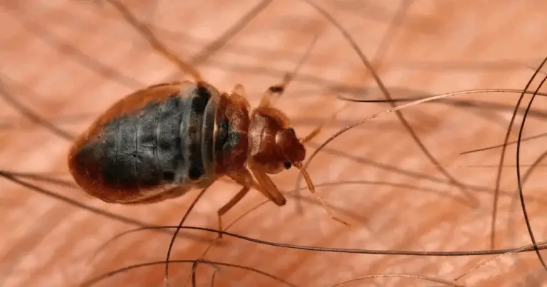 Come eliminare i percebes di casa: consigli essenziali e approfonditi 🛏️