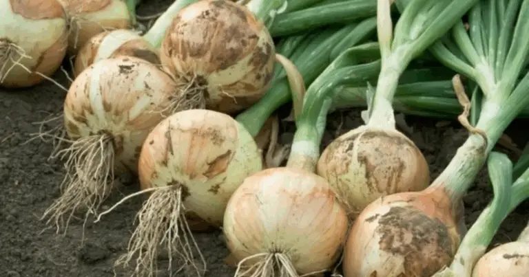 Il segreto dei giardinieri: come coltivare cipolle in una torre e moltiplicare il raccolto in modo semplice ed efficiente! 🌱🧅