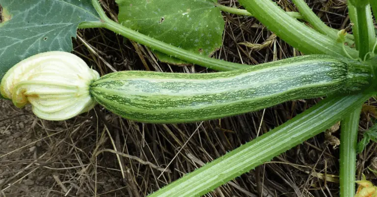 Il Metodo Segreto per Abobrinhas Giganti e Sane: Trasforma il Tuo Orto! 🍆🌱