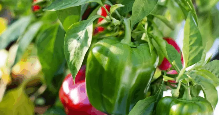  Come coltivare peperoni in sacchetti sospesi: il metodo innovativo, sostenibile e pratico per ogni spazio