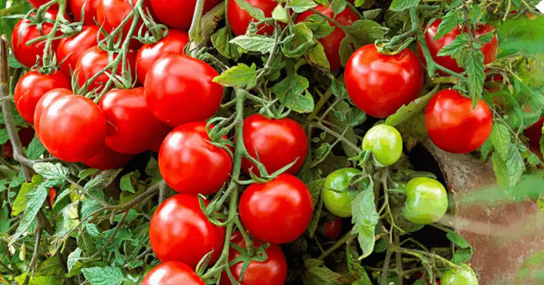 Come proteggere il tuo orto di pomodori dai parassiti più diffusi! 🌱🍅