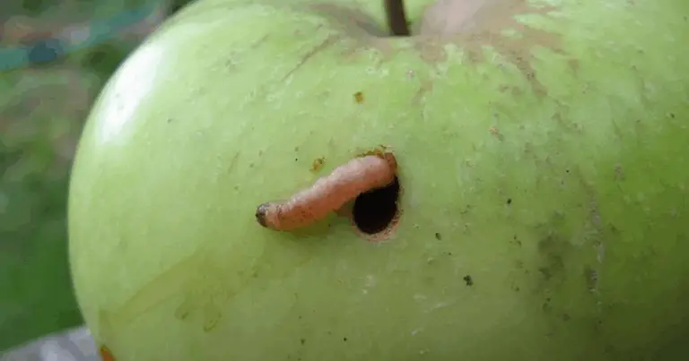 Proteggi i tuoi frutti in modo naturale: consigli essenziali contro la carpocapsi 🌳🐛🍎